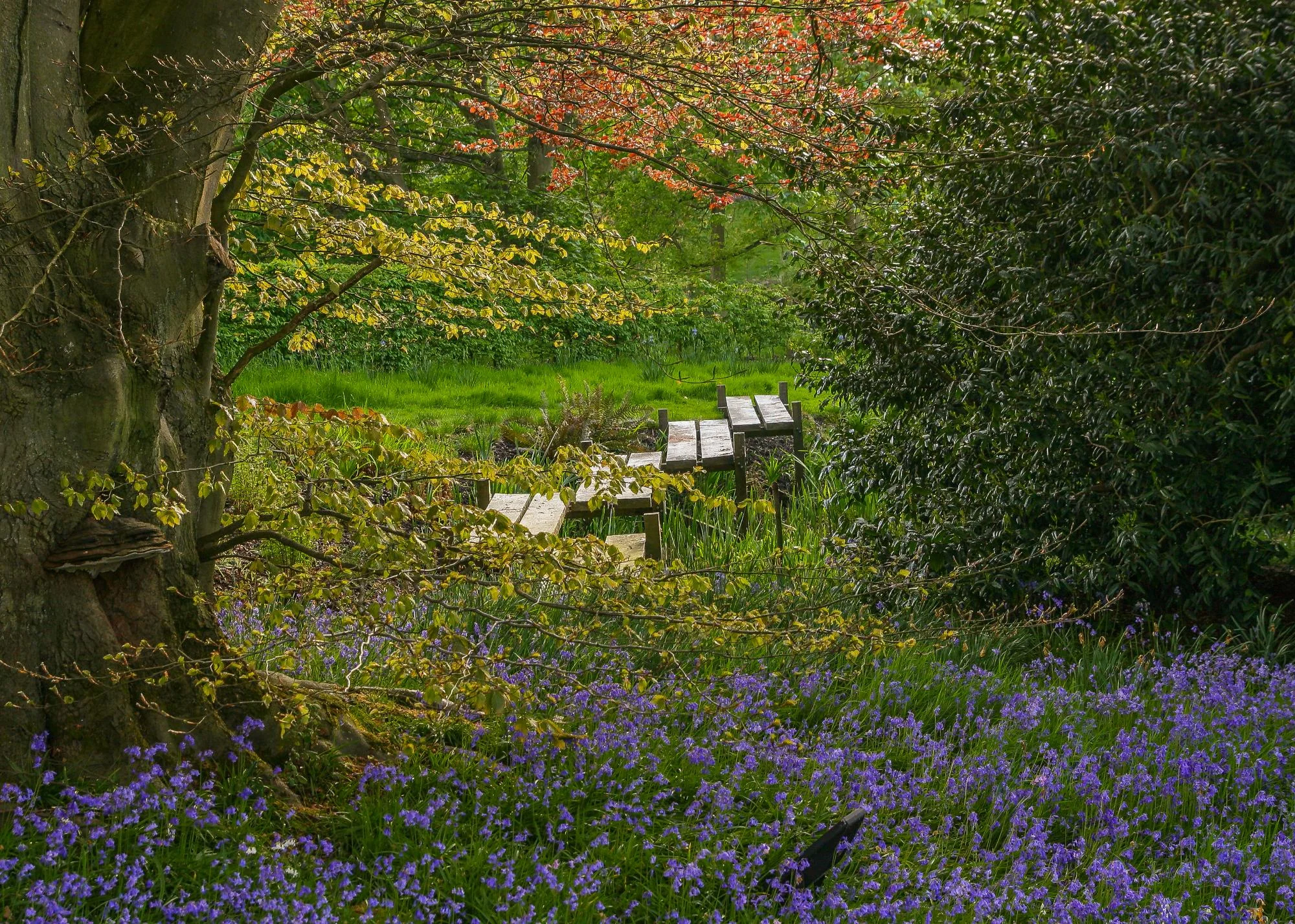 Bog Garden & Boardwalk - Gallery 02