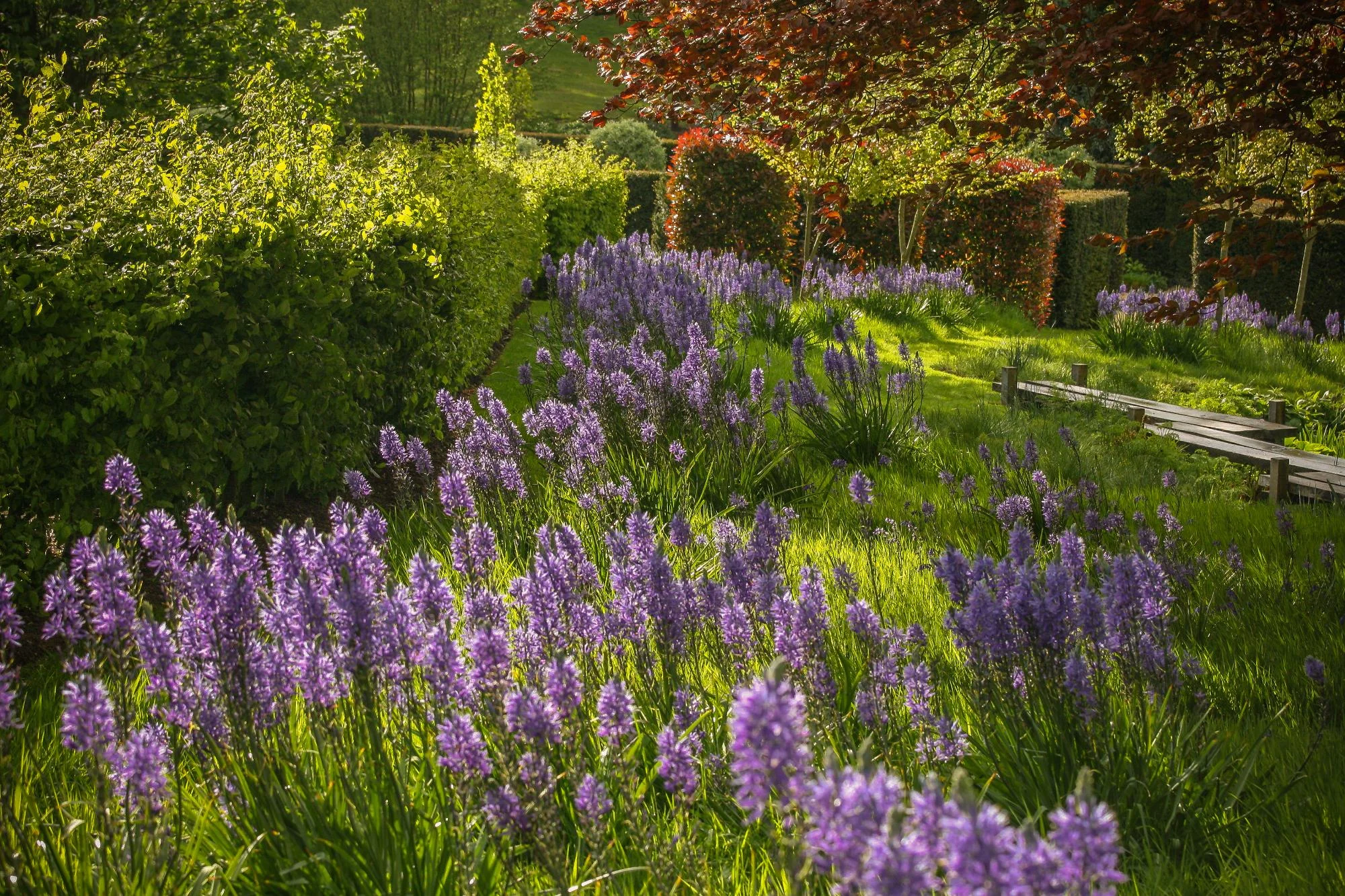 Bog Garden & Boardwalk - Gallery 03