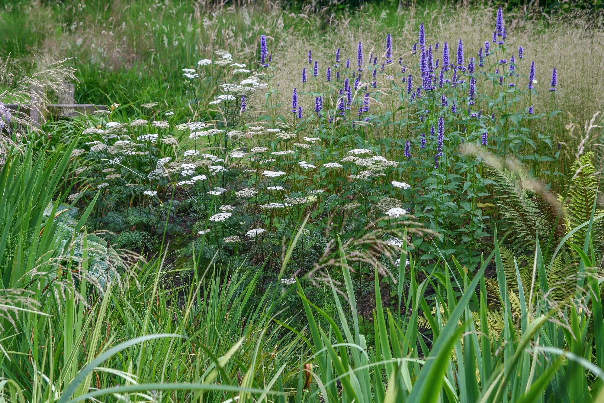 Bog Garden & Boardwalk - Gallery 05
