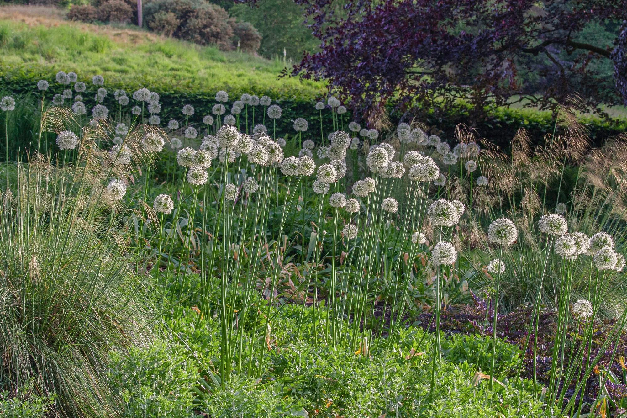Garden With Naturalistic Planting - Gallery 04