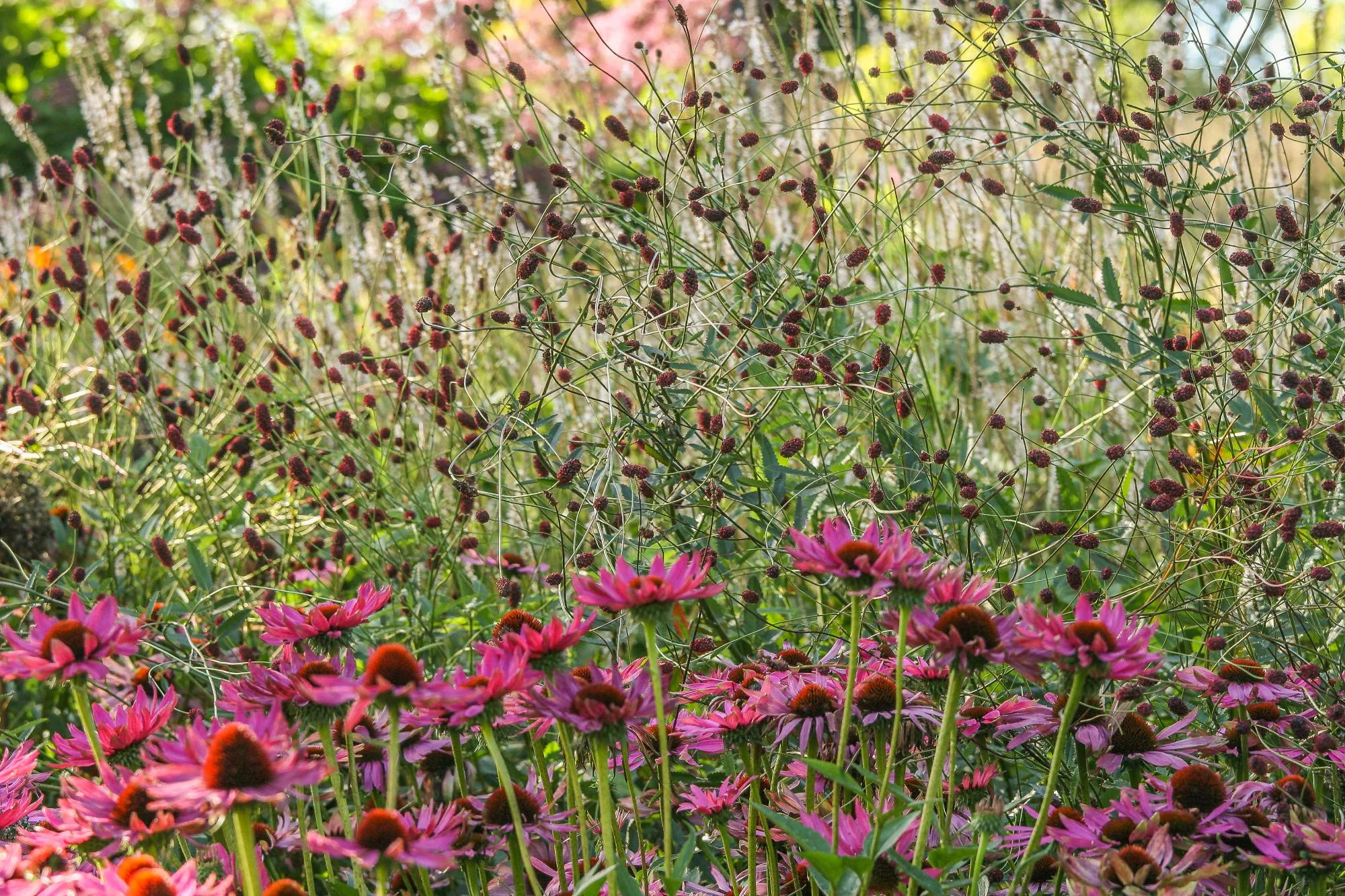 Garden With Naturalistic Planting - Gallery 08