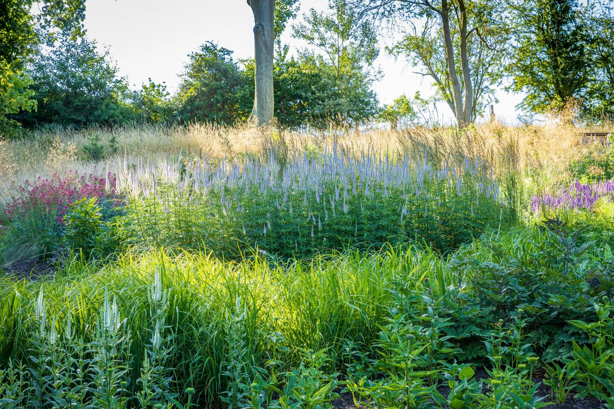 Garden With Naturalistic Planting - Gallery 10