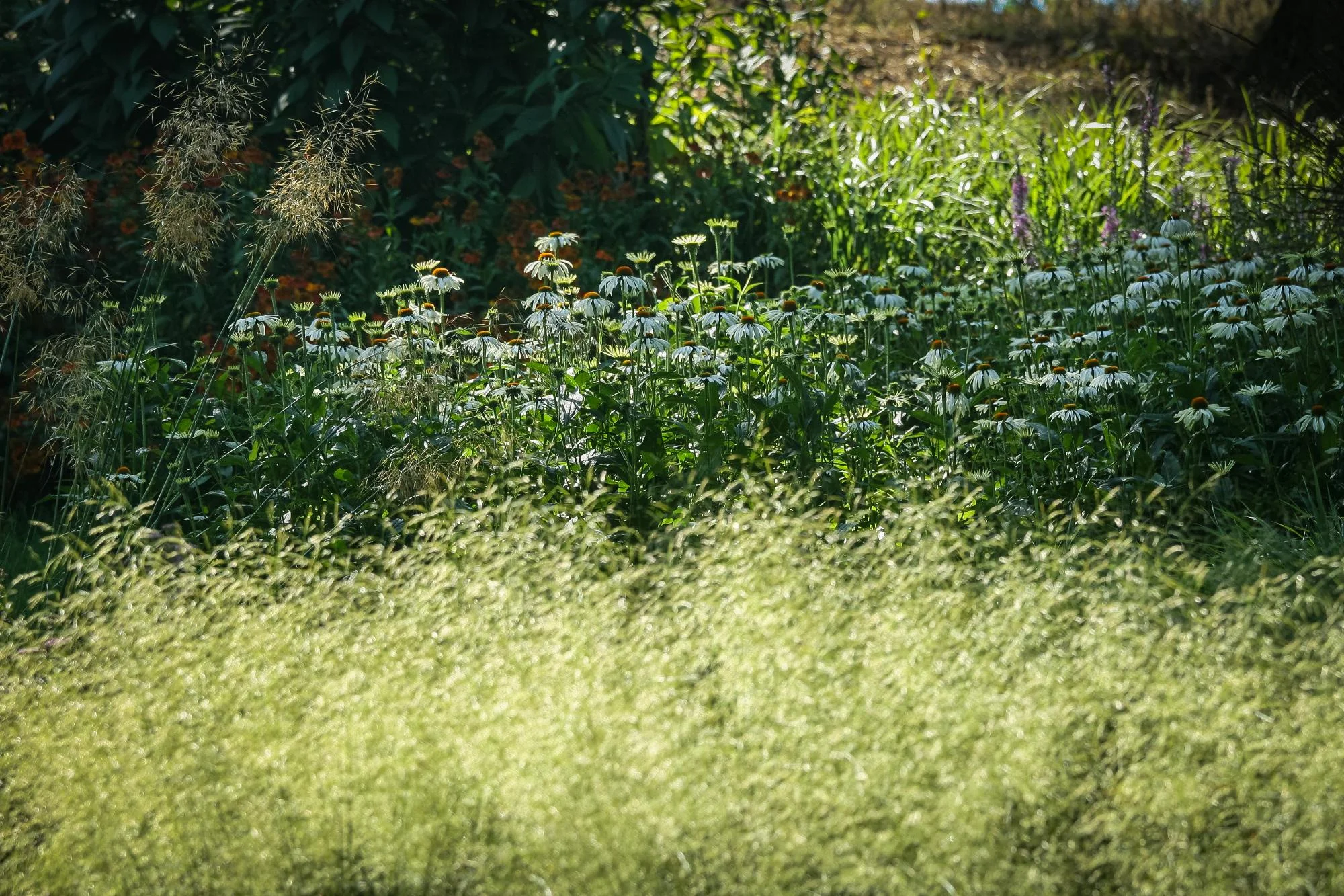 Garden With Naturalistic Planting - Gallery 12