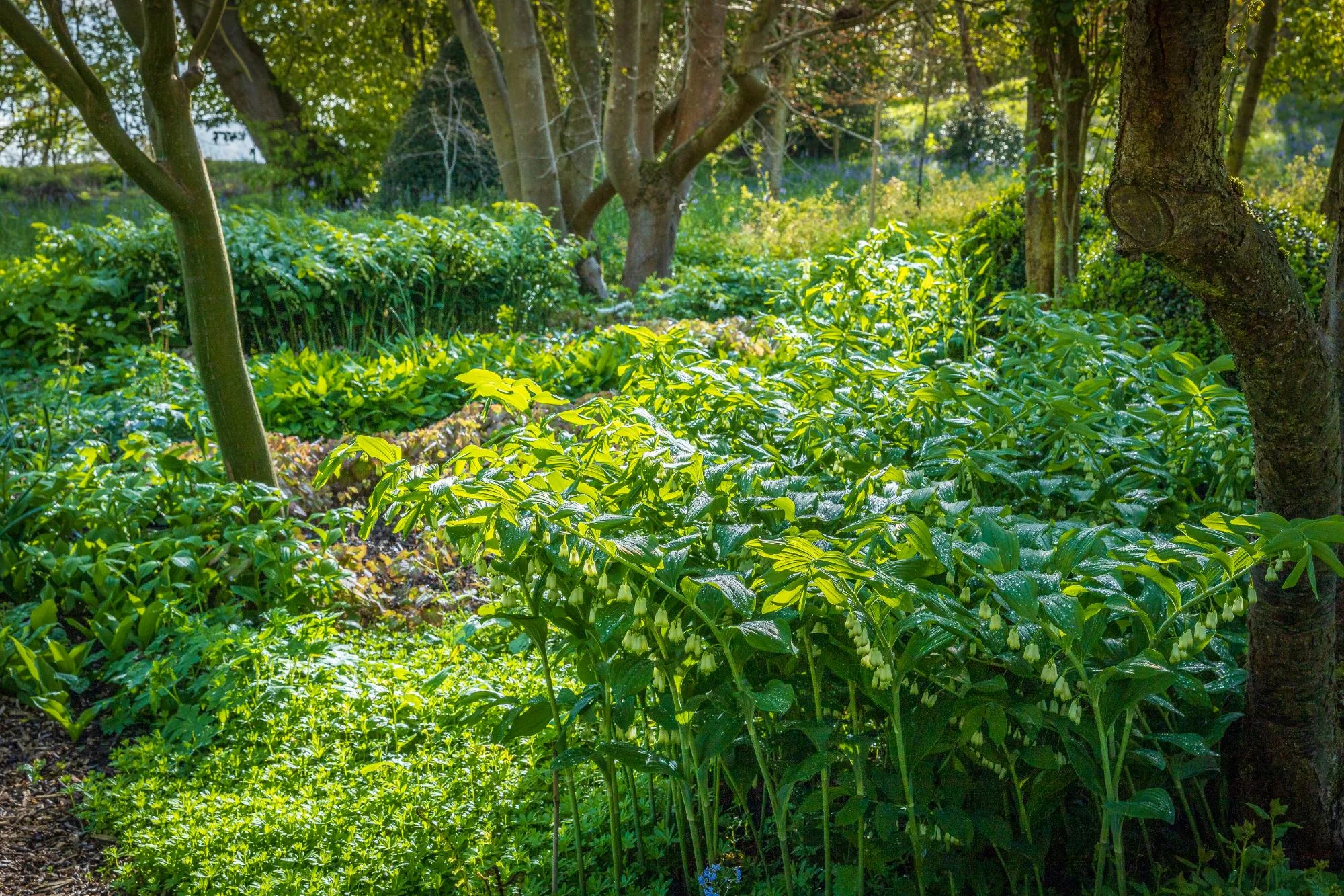 Kitchen & Spring Garden - Gallery 12