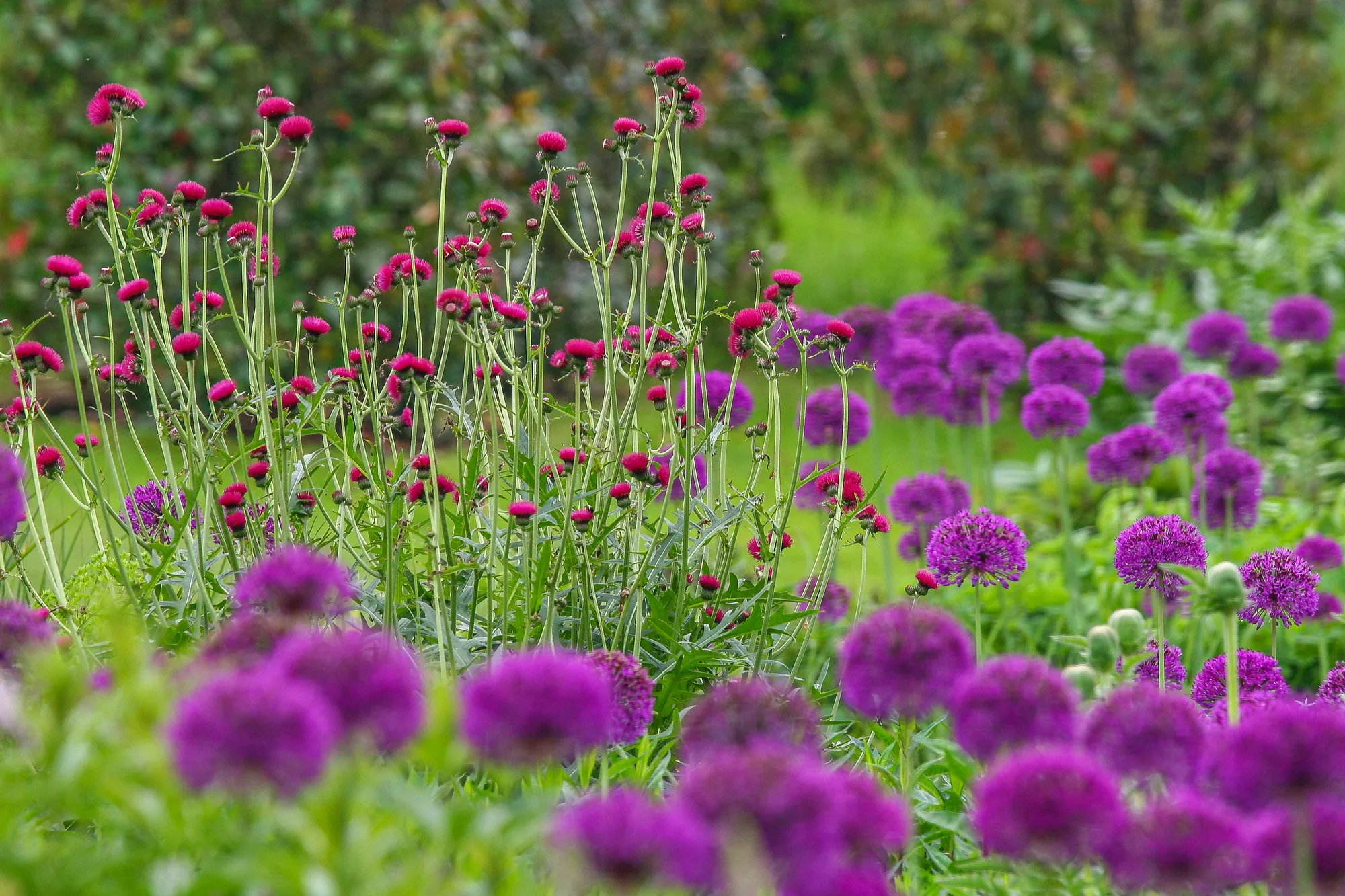 Large Essex Country Garden - Gallery 04