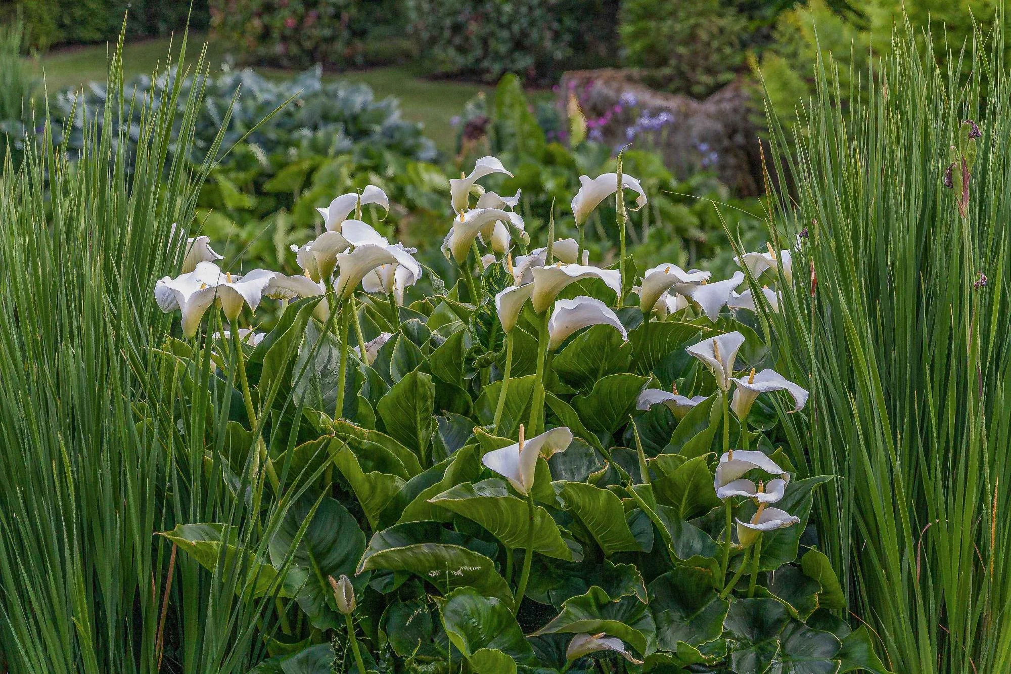 Natural Pond and Reflecting Pool - Gallery 02