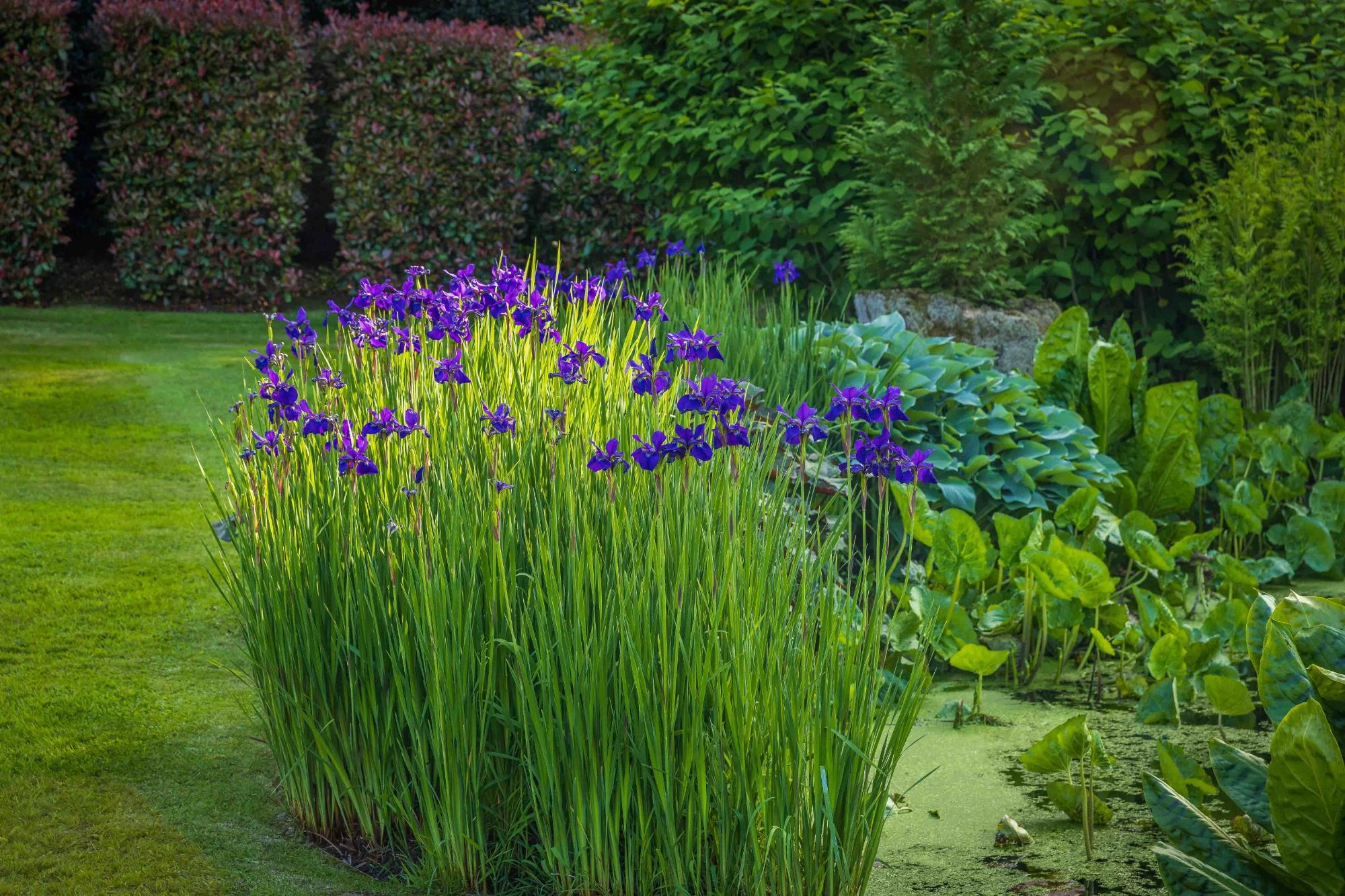 Natural Pond and Reflecting Pool - Gallery 04