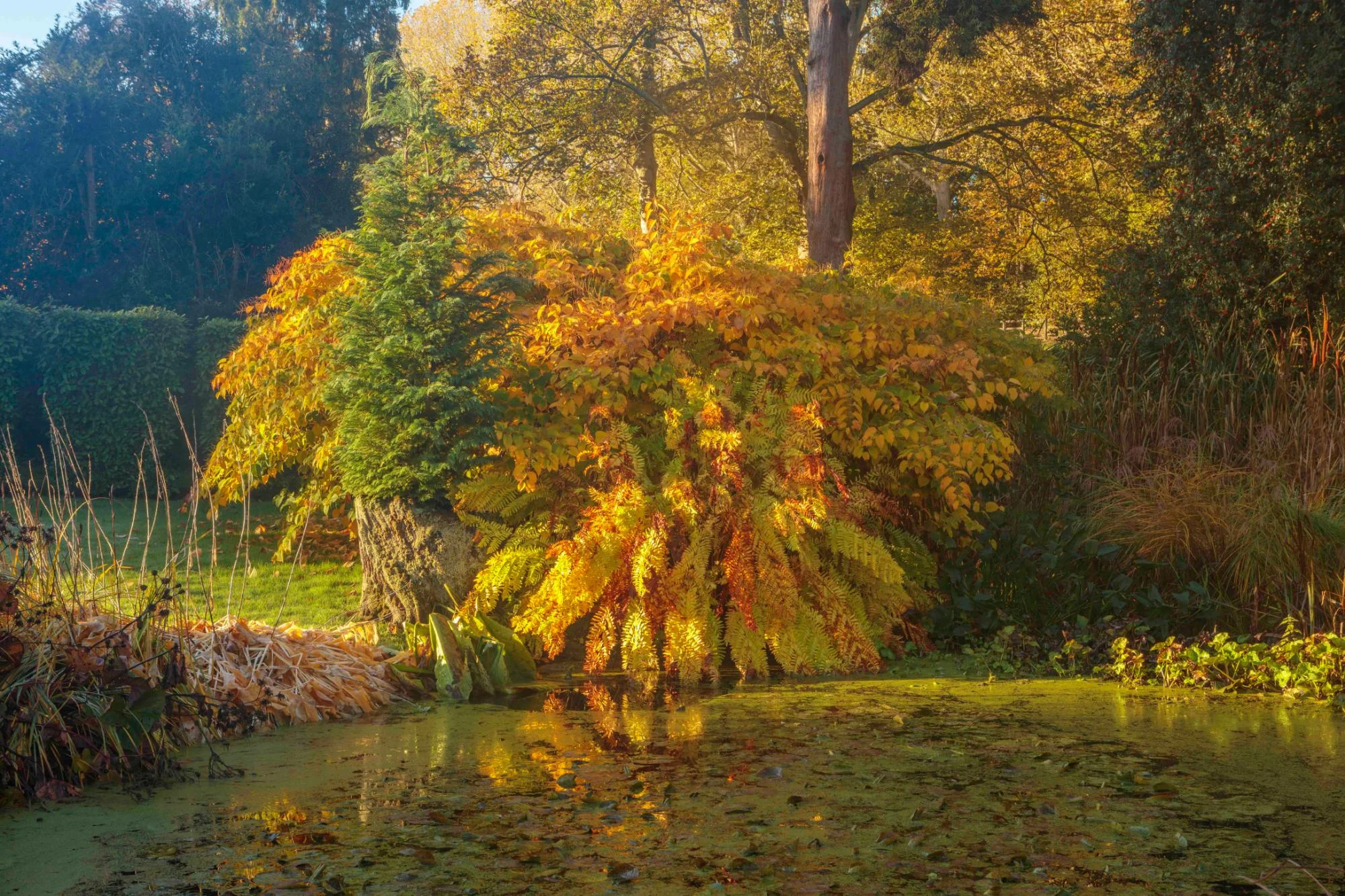 Natural Pond and Reflecting Pool - Gallery 11