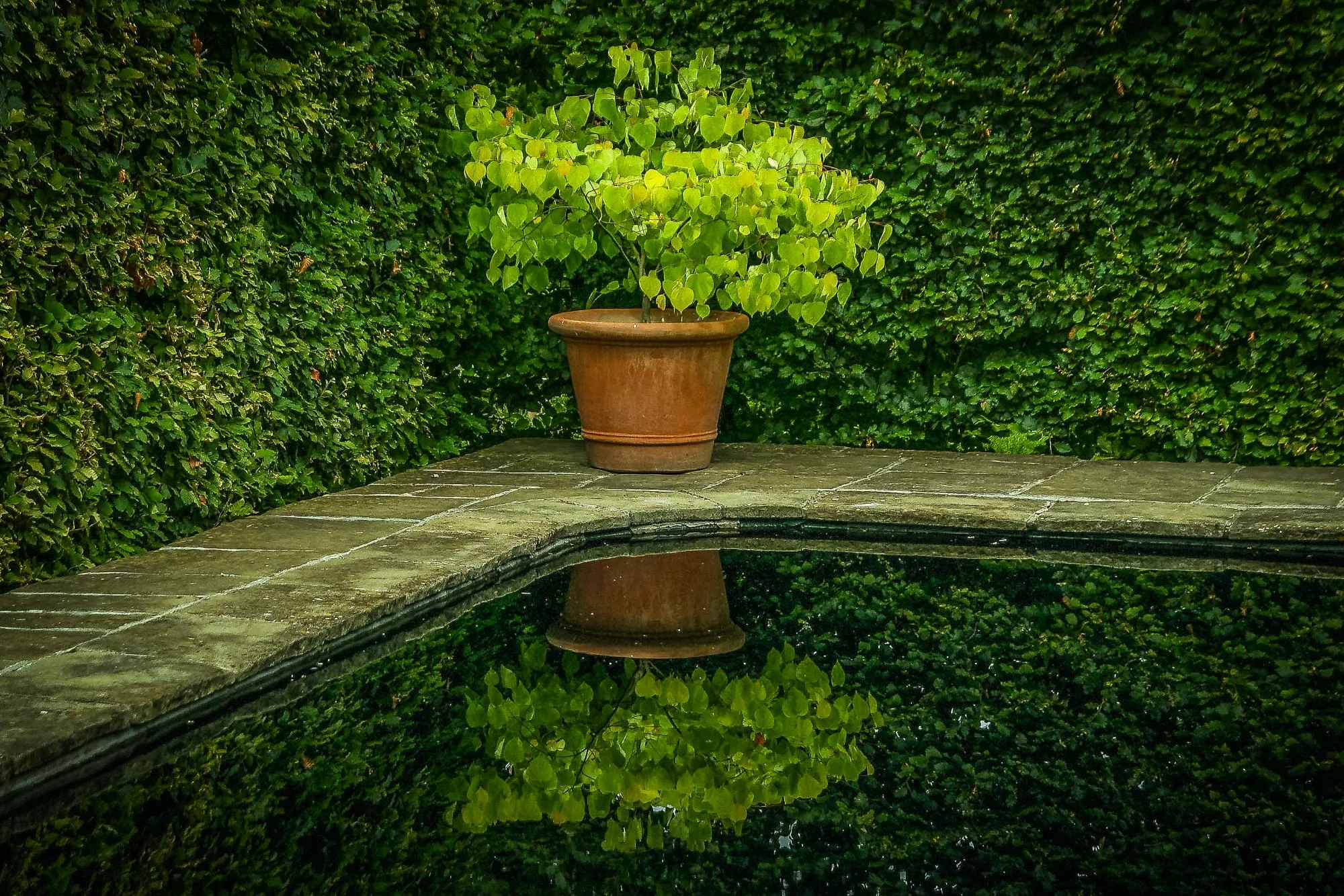 Natural Pond and Reflecting Pool - Gallery 14