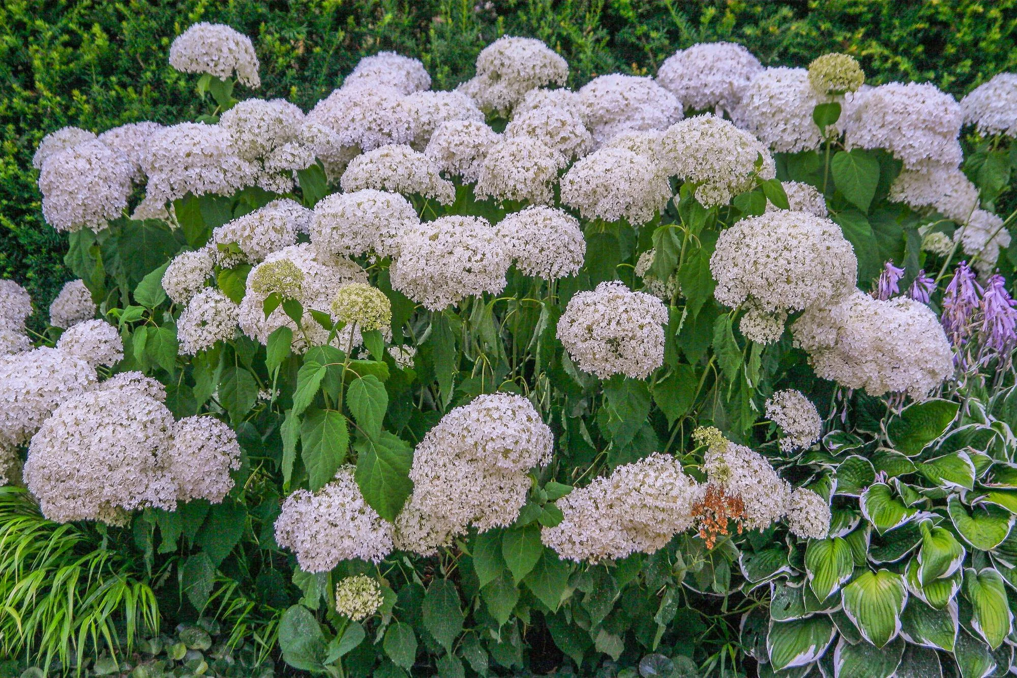 Rill Garden - Gallery 09