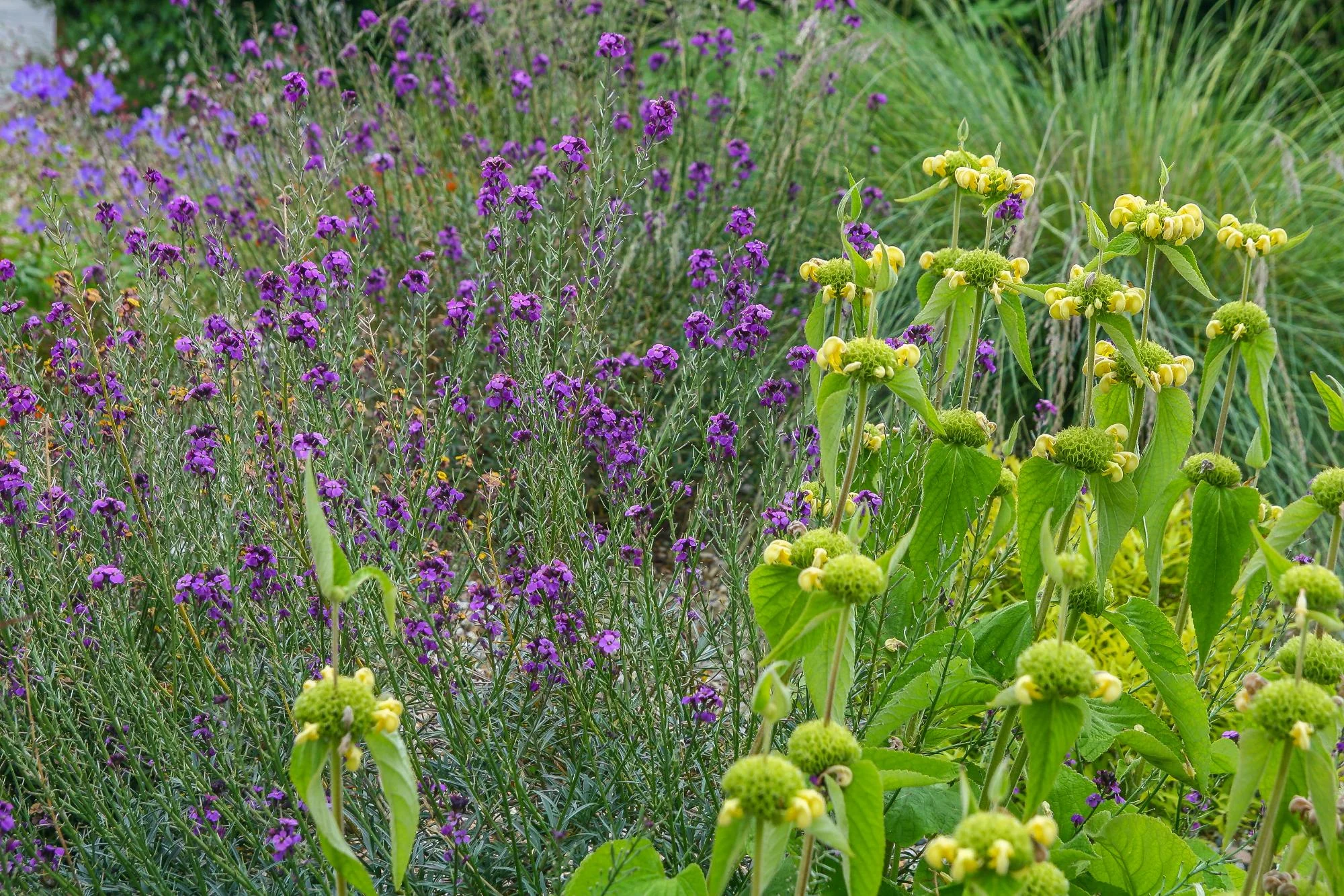 Village Garden - Gallery 18