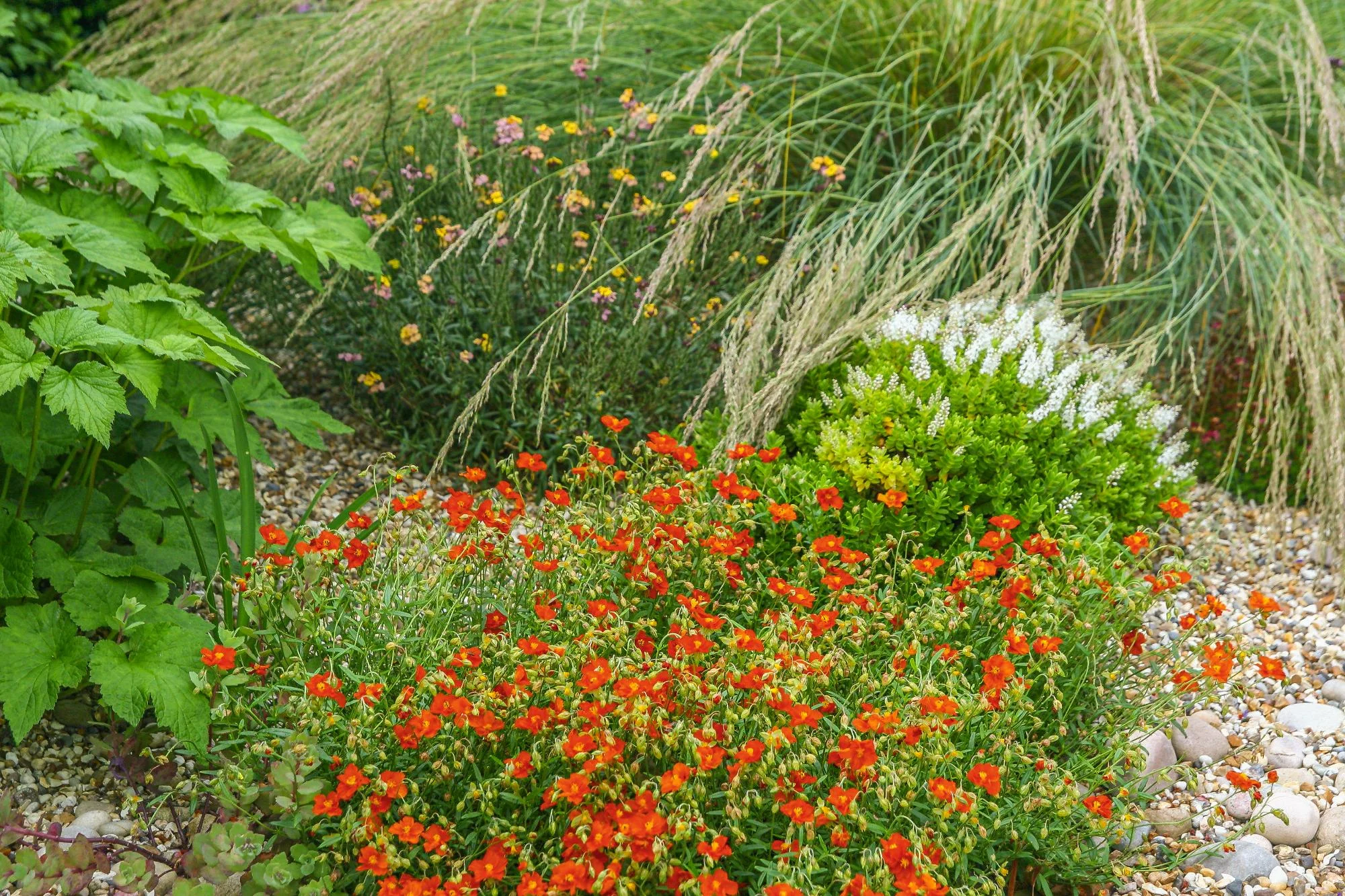 Village Garden - Gallery 20