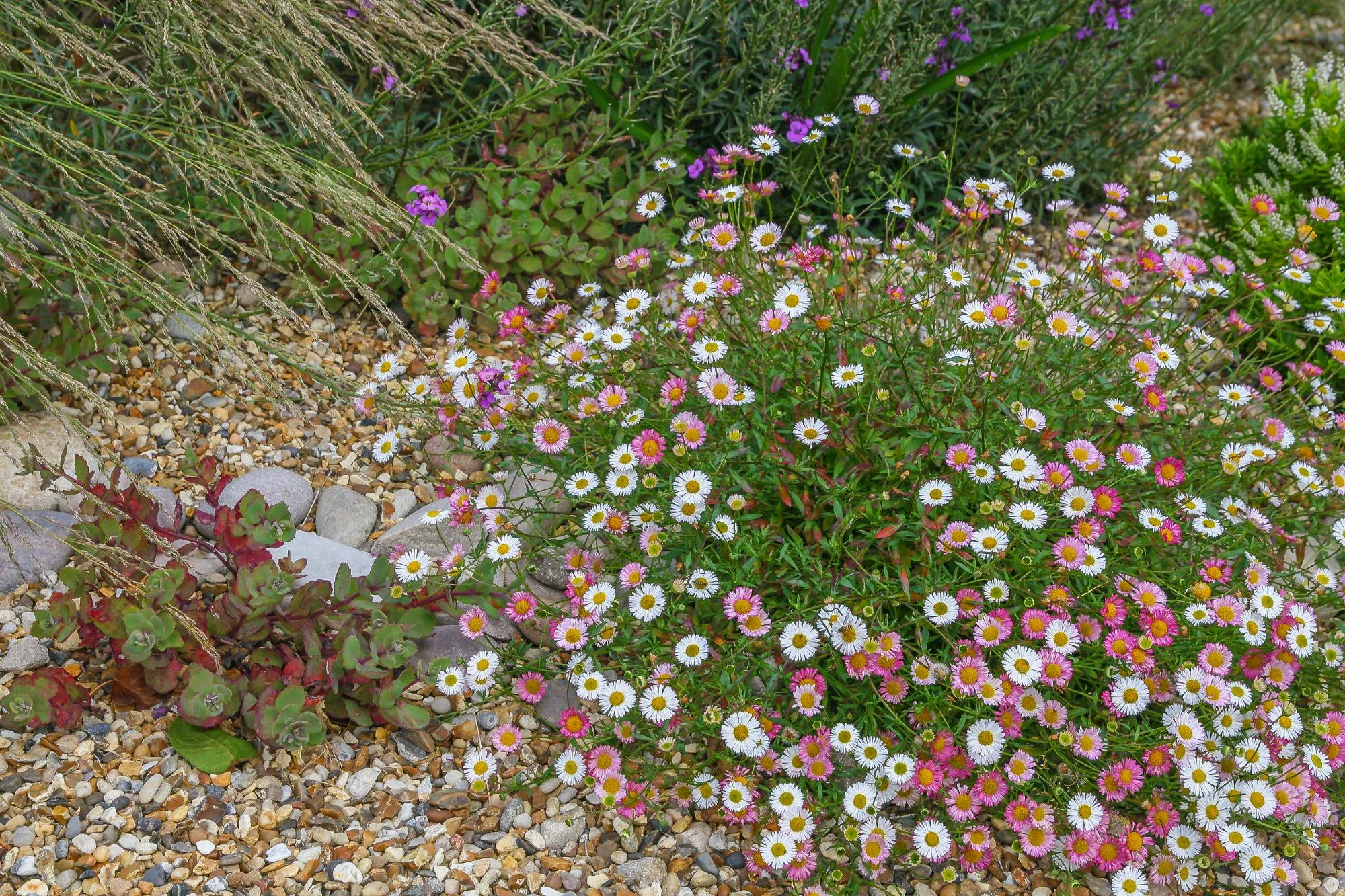 Village Garden - Gallery 21